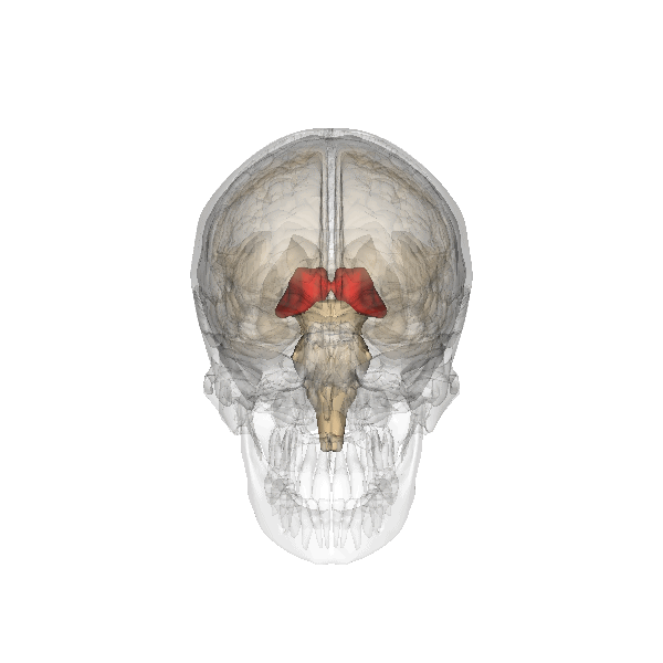thalamus